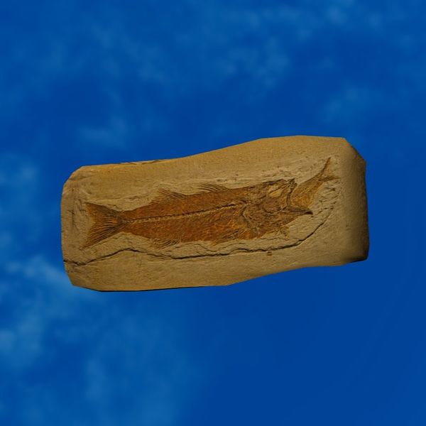 File:SRMOD-LOTD-fossil-t3-gulping fish fossil.jpg
