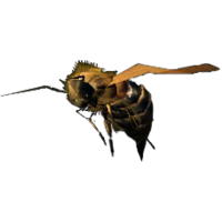 SR-icon-ingredient-Bee.png