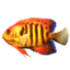 SR-icon-ingredient-Angelfish.png