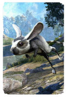 ON-card-Ringtail Jerboa.png