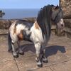 ON-pet-Arenthian Skewbald Pony.jpg
