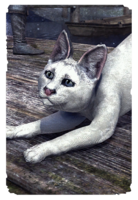 ON-card-Snowclaw Senche-Serval Kitten.png