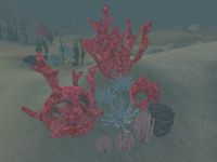 TD3-flora-Red Coral.jpg