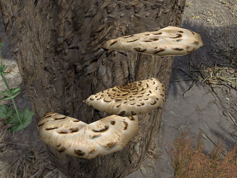 File:TD3-flora-Dryad's Saddle Polypore.jpg