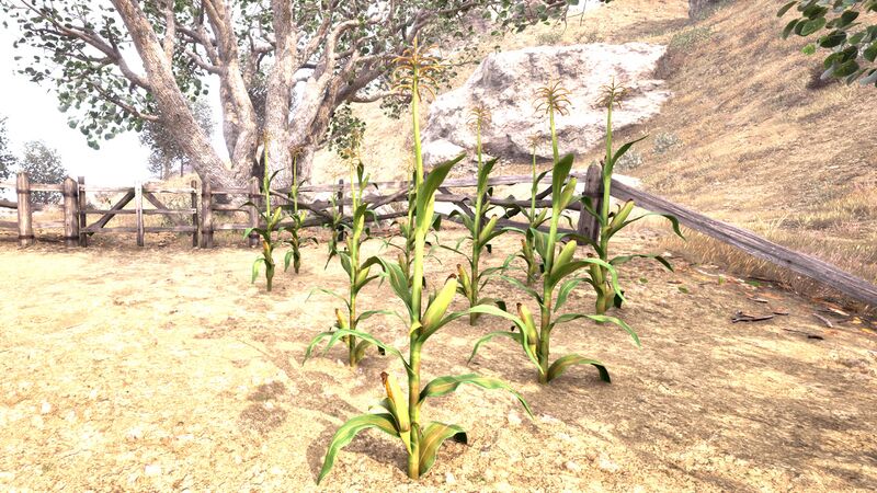 File:OBR-flora-Corn Stalk.jpg