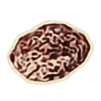 OBR-icon-ingredient-Bone Marrow.png