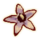 OB-icon-ingredient-Nightshade.png