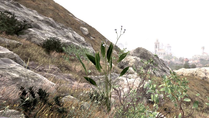 File:OBR-flora-Arrowroot.jpg