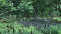 OBMOD-Unique Landscapes-place-Blackwood Forest 01.jpg