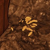 OBR-misc-Maggots.jpg