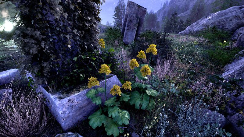 File:OBR-flora-Lady's Mantle.jpg