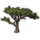 ON-icon-furnishing-Tree, Desert Acacia Tall.png
