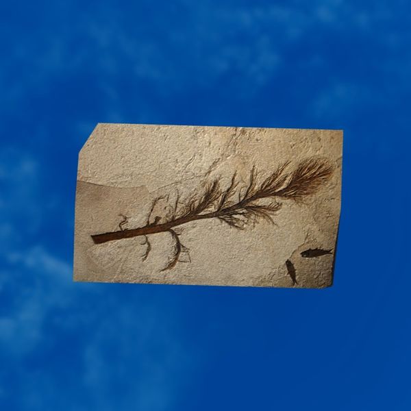 File:SRMOD-LOTD-fossil-t2-palm flower and fish fossil.jpg