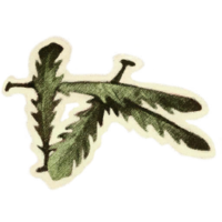 OBR-icon-ingredient-Viper's Bugloss Leaves.png