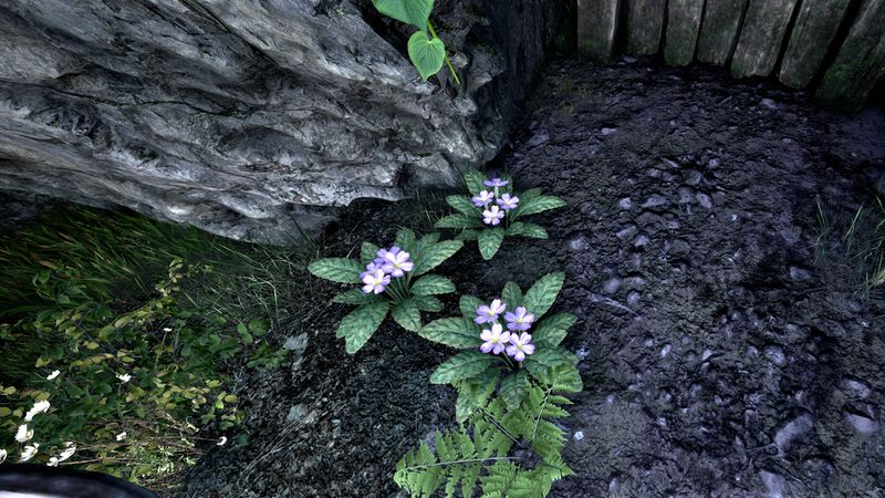 File:OBR-flora-Primrose.jpg