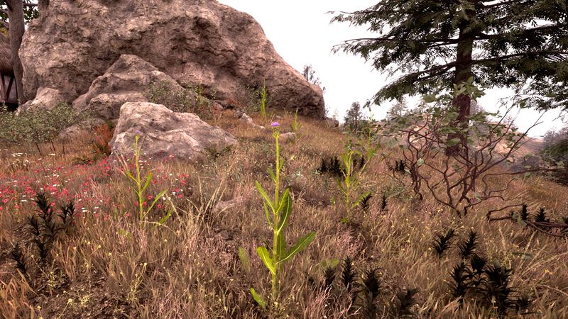 File:OBR-flora-Milk Thistle.jpg