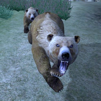 OB-creature-West Weald Brown Bear Cub.png