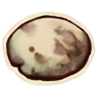 OBR-icon-ingredient-Summer Bolete Cap.png