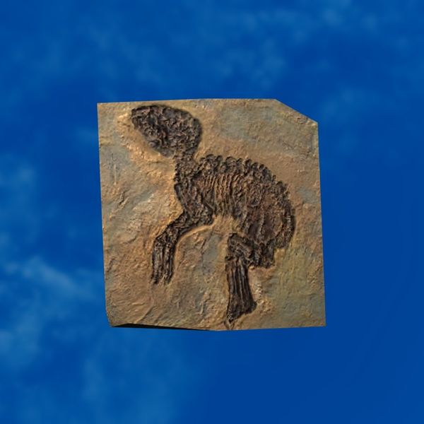 File:SRMOD-LOTD-fossil-t3-young primitive horse fossil.jpg