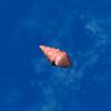 SRMOD-LOTD-tide-conch-red.jpg