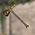 Dwarven Light Hammer