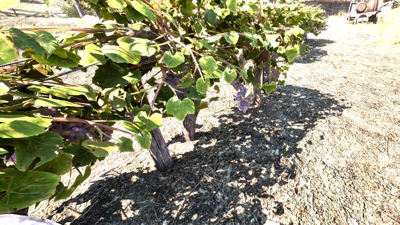 File:OBR-flora-Grape Vine.jpg