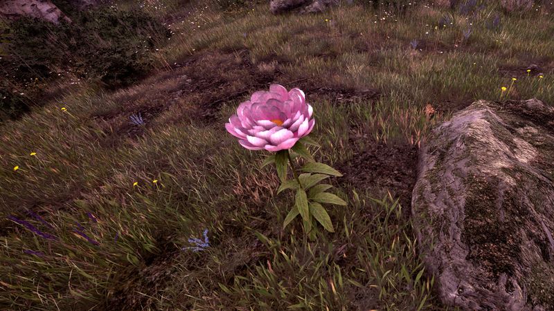File:OBR-flora-Peony.jpg