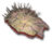 ON-icon-quest-Diseased Flesh Sample.png