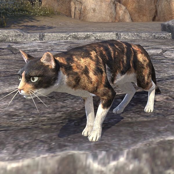 File:ON-pet-Silsailen Tortie-Calico Cat.jpg