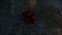 ON-quest-Sanguine's Solace.jpg