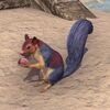 ON-pet-Black Heights Squirrel.jpg