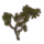 ON-icon-furnishing-Sapling, Summerset Spruce.png