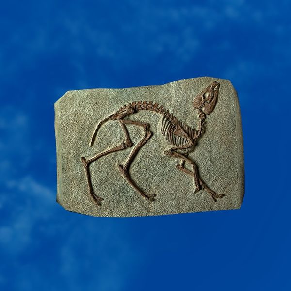 File:SRMOD-LOTD-fossil-t3-primitive deer fossil.jpg