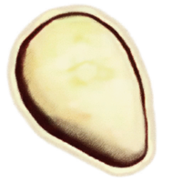 OBR-icon-ingredient-Bog Beacon Cap.png