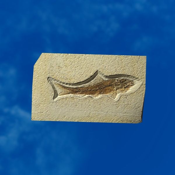 File:SRMOD-LOTD-fossil-t2-small fish fossil.jpg