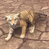 ON-pet-Senche-Tiger Cub.jpg