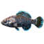 SR-icon-ingredient-Pygmy Sunfish.png