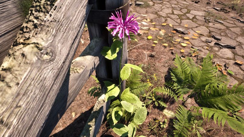 File:OBR-flora-Bergamot.jpg