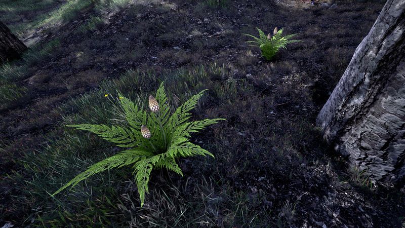File:OBR-flora-Somnalius Plant.jpg