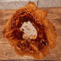 OBR-ingredient-Cinnabar Polypore Red Cap.jpg