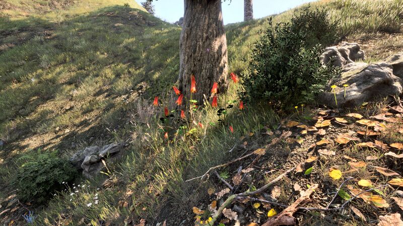 File:OBR-flora-Columbine.jpg