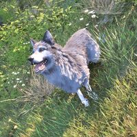 OBR-creature-Sakeepa's Dog.jpg