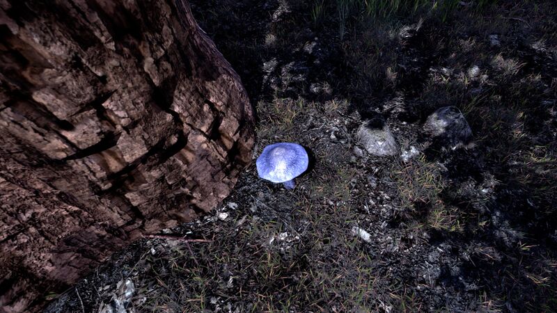 File:OBR-flora-Steel-Blue Entoloma.jpg