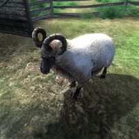 OB-creature-Sheep 02.jpg