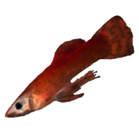 BS5C-icon-ingredient-Nibenay Snapper.png