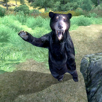 OB-creature-West Weald Black Bear Cub.png