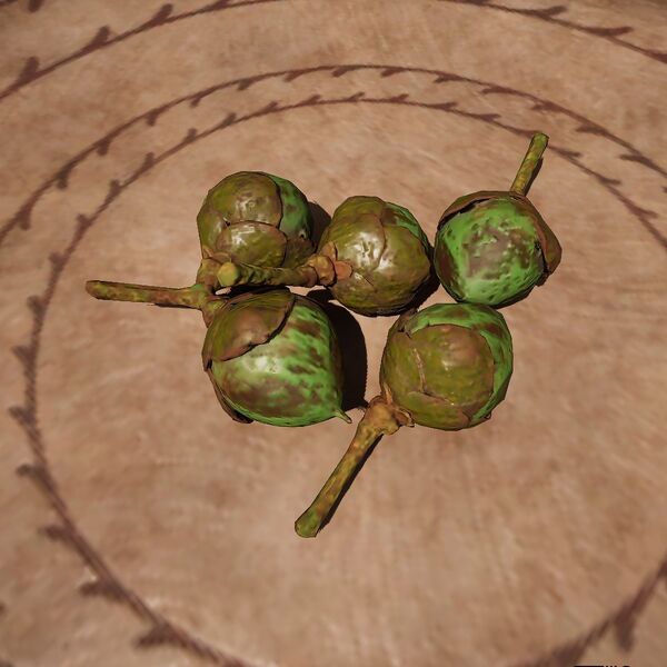 File:OBR-ingredient-Ironwood Nut.jpg