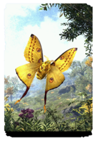 ON-card-Mustardseed Moth.png