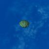SRMOD-LOTD-tide-scallop shell-sea green.jpg