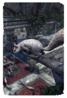 ON-card-Markarth Squirrel.png